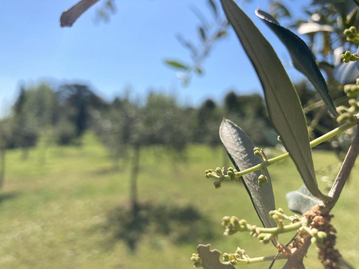 Tenuta Poggio Alla Farnia Fauglia Exteriör bild